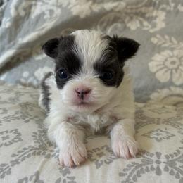 Gideon - Blue and white male Chihuahua puppy in Menifee, California from Lane’s Little Long Coats