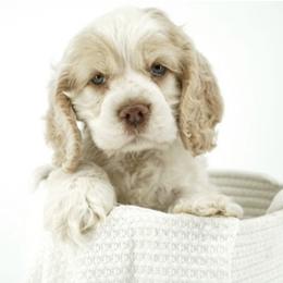 American Corgi, Basset Hound, and Cocker Spaniel Puppies from Oak Hollow Farms