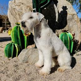 Josie - Soft Coated Wheaten Terrier