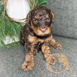 Reeses - Phantom female Poodle puppy in Murrieta, California from Apricot Poodles & Goldendoodles, LLC