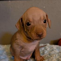 Static - Chocolate male American Hairless Terrier puppy in Phoenix, Arizona from Bare Valley