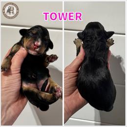 Tower - Phantom female Bernedoodle puppy in Banner Elk, North Carolina from Walnut Tree Bernedoodles