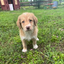 Jackson - Sable male Bordoodle puppy in Gilmer, Texas from Ashtin's Border Collies and Bordoodles