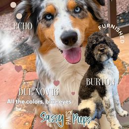 Aussiedoodle puppies from Sassy Pants Pups