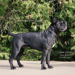 Leo - Cane Corso