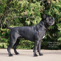 Leo - Cane Corso