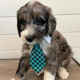 Edison - Blue merle male Bernedoodle puppy in Garrettsville, Ohio from Sunset Family Farm