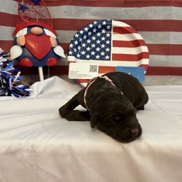 Bernedoodle and Labrador Retriever Puppies from MarmeDuke Doodles