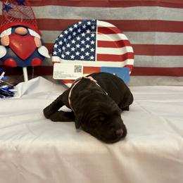 Bernedoodle and Labrador Retriever Puppies from MarmeDuke Doodles