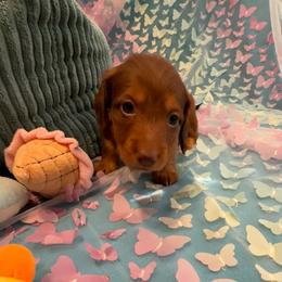 Punisher - Red male Dachshund puppy in Pittsburg, California from Super Hero Dachshunds