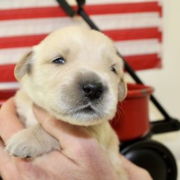 Golden Retriever Puppies from St. Croix Golden Retrievers