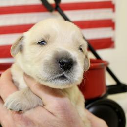 Golden Retriever Puppies from St. Croix Golden Retrievers