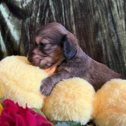 Santino - Sable male Dachshund puppy in Bergen, New York from T. Rex Doxies & Friends