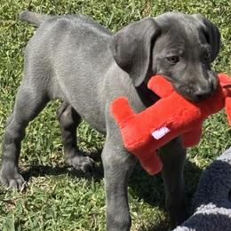 Bleu - Blue male Weimaraner puppy in Pelzer, South Carolina from Weimaraners of South Carolina