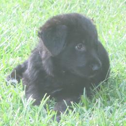 German Shepherd Puppies from V Diamondburg Kennels
