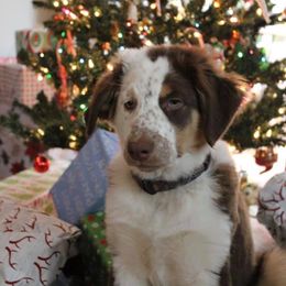 English Shepherd Puppies from LiquidMoon English Shepherds