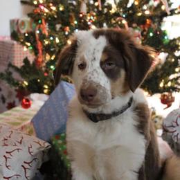 English Shepherd Puppies from LiquidMoon English Shepherds