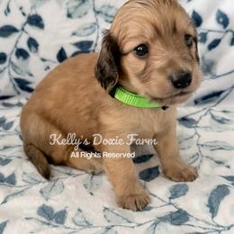 Shaded Cream Male Longhair Green Collar - Cream male Dachshund puppy in Cleveland, Tennessee from Kelly's Doxie Farm