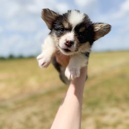 Mad Hatter - Yellow - Black and tan male Pembroke Welsh Corgi puppy in Milan, Georgia from Williams’ Welsh Corgis LLC