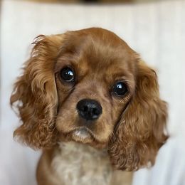 Mack - Ruby Cavalier King Charles Spaniel puppy in Tremonton, Utah from Sage Hill Cavaliers