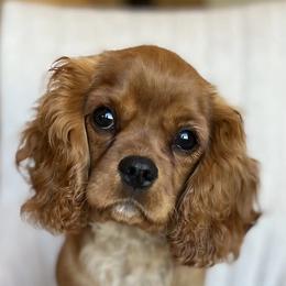 Mack - Ruby Cavalier King Charles Spaniel puppy in Tremonton, Utah from Sage Hill Cavaliers