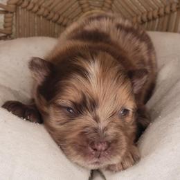 Pomeranians from MattSue Notalapdog