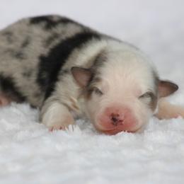 Austin - Blue merle male Miniature Australian Shepherd puppy in Circleville, Utah from Canyon Creek Aussies