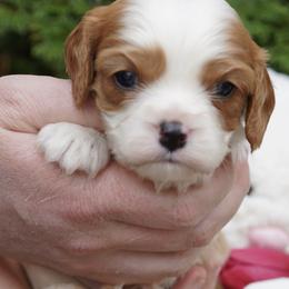 Prince - Blenheim male Cavalier King Charles Spaniel puppy in Lula, Georgia from Cavaliers by Crumley
