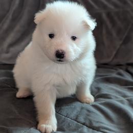 AKC Boy 'Mochi' - White male Samoyed puppy in Tombstone, Arizona from High Lonesome