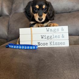 Boy 3 - Black and cream male Dachshund puppy in Stuart, Iowa from Johnson Family Paws