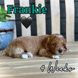 Frankie - Red male Cavapoo puppy in Runaway Bay, Texas from Green Ranch Doodles