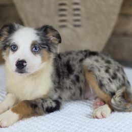 Blue - Blue merle male Miniature Australian Shepherd puppy in Citra, Florida from Southpaw Herders LLC