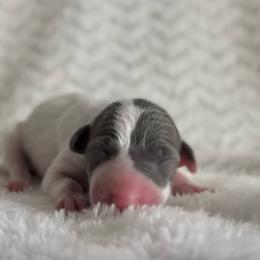 Sienna - White and blue female Italian Greyhound puppy in Lakeland, Florida from Elite Doxies Florida