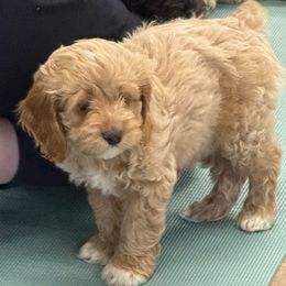 Pepper - Red roan female Cockapoo puppy in Williamston, South Carolina from Sassy Bob’s Dogs