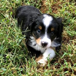 Miniature Australian Shepherd and Toy Australian Shepherd Puppies from Crazy 8 Toy/ Mini Aussies