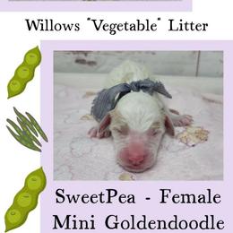 SwertPea - Parti female Goldendoodle puppy in Grabill, Indiana from Rose's Doodles