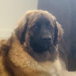 Berlin - Leonberger