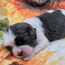Blue and White Female 1 - Blue and white female Shih Tzu puppy in Oakville, Washington from Garrard Creek Shih Tzus