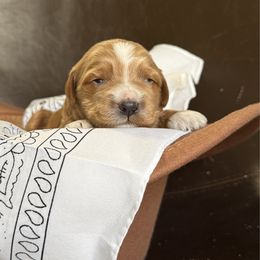 Keith - Red  male Goldendoodle puppy in Clinton, Utah from Golden Law Kennels