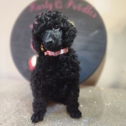 Ahya - Black female Poodle puppy in Harrisonville, Missouri from Kurly Q Poodles