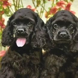 Cavalier King Charles Spaniels and Cocker Spaniels from Encore Cockers