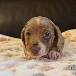 Lover boy - Dapple male Dachshund puppy in Hawley, Texas from Foxy’s Dachshunds & Toy Aussies