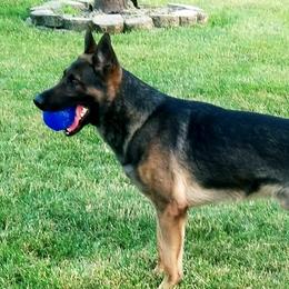 H - German Shepherd