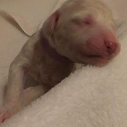 Poodle Puppies from Barbi's Standards