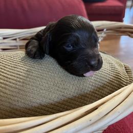 Girl 3 Pink - Liver female Boykin Spaniel puppy in Stapleton, Alabama from Taensas Boykins