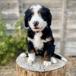 River - Tri-color female Bernedoodle puppy in Idaho from Bernese By Barzees
