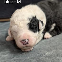 Blue - Black and white male Sheepadoodle puppy in Seaman, Ohio from Ohio Valley Sheepadoodles