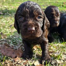 Light Pink - Liver female Boykin Spaniel puppy in Midland, Michigan from Ives Heritage Homestead