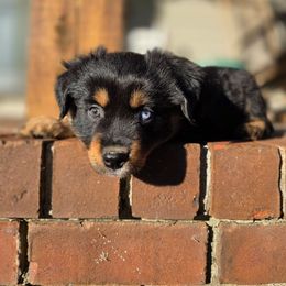 Black tri male with 1 blue eye - Black tri male Miniature Australian Shepherd puppy in Russellville, Alabama from Star B Cattle and Aussies