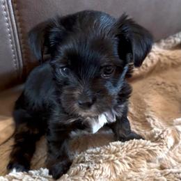 Rizzo - Black and tan male Yorkshire Terrier puppy in Goode, Virginia from Glass Hill Yorkies